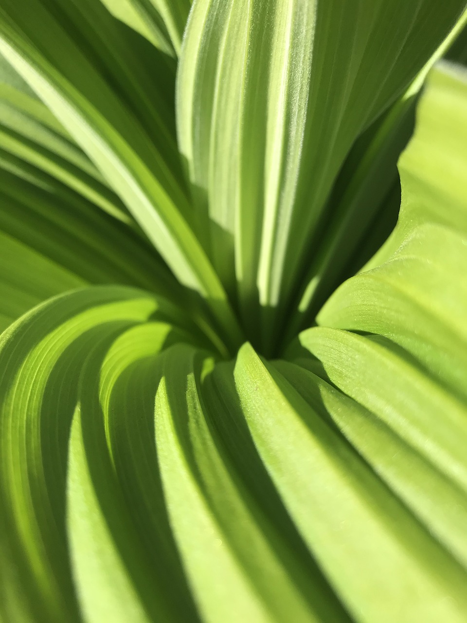 Best Plants for a Tropical Backyard Retreat